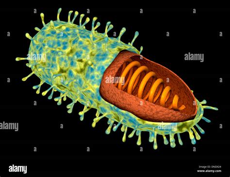 Mikroskopoische Aufnahme Virus Fotos Und Bildmaterial In Hoher
