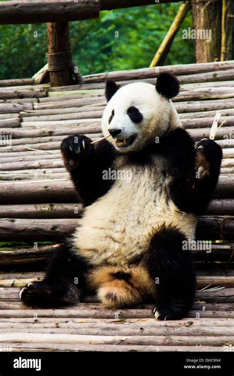 Chengdu Pandas Eating Hi Res Stock Photography And Images Alamy