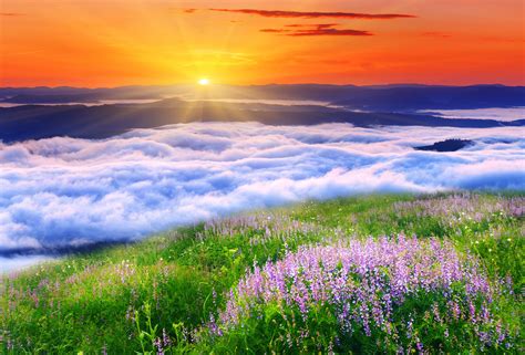 Purple Flowers Near White Clouds At Golden Hour Wallpaper Nature