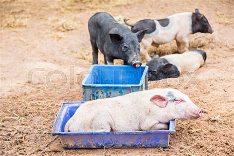 Pigs On The Farm Happy Pigs Sleeping Stock Image Colourbox