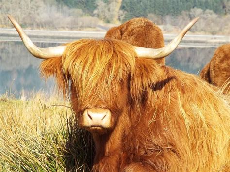 Pin By Jeffery Rowley On Bovine Highland Cattle Cattle Long Haired Cows