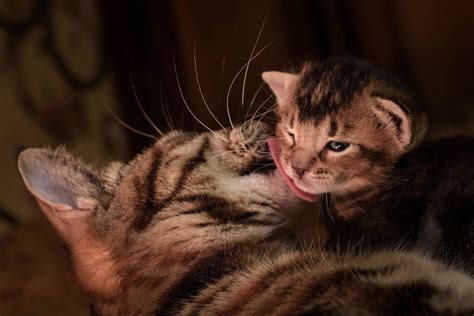 Schmerzhafte versuche zu kotzen sofort auch mäuse, die die katze frisst oder mit nach hause bringt, können eine reihe anderer. Katzen Mama mit Kätzchen. Ein Fotoshooting zu Hause ...