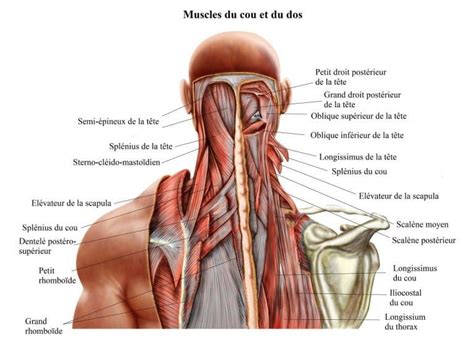 muscles du cou et du dos splenius rhomboïdes droit supérieur muscle élévateur de la scapula