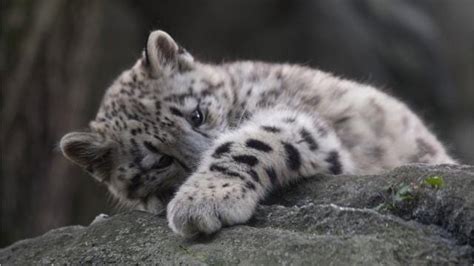 Video Bronx Zoos Snow Leopard Cub