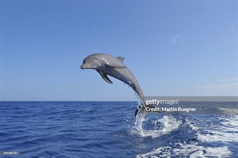 Bottlenose Dolphin Jumping High Res Stock Photo Getty Images