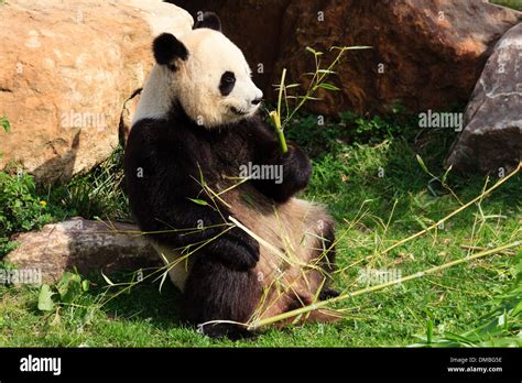 Giant Panda Ailuropoda Melanoleuca At The Beauval Zoo France