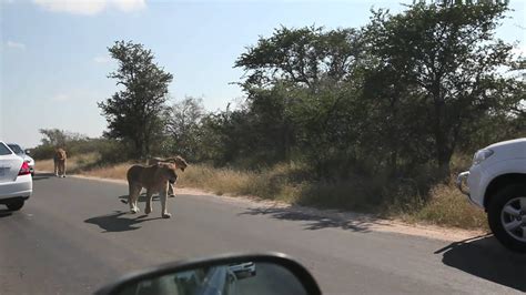 Lions On The Road In The Kruger National Park Youtube