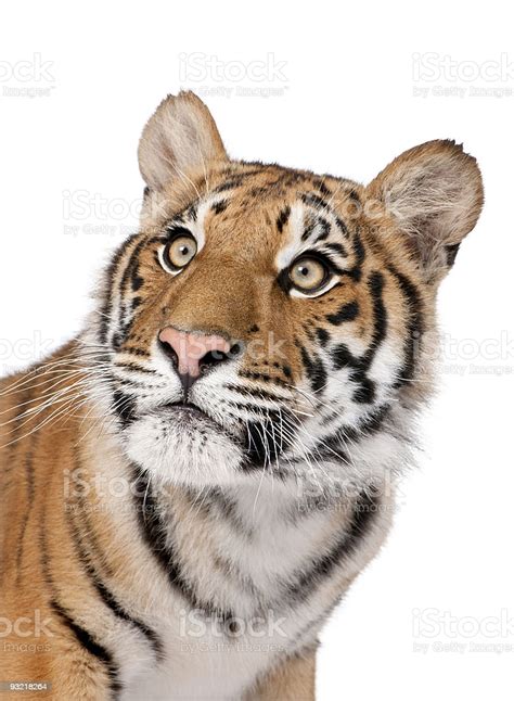 Closeup Portrait Of Bengal Tiger Against White Background Stock Photo