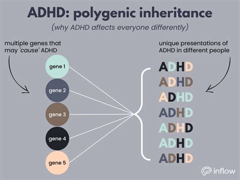 Adhd Genetics Explained How Its Passed On Through Generations