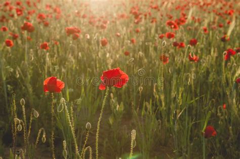 Springtime Red Poppy Flowers Growing Wild Stock Photo Image Of Green