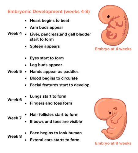 Embryo Growth And Development Ck 12 Foundation