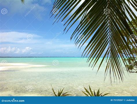 Tropical Scene In Fiji With Palm Trees In The Sunset By The Ocean Stock