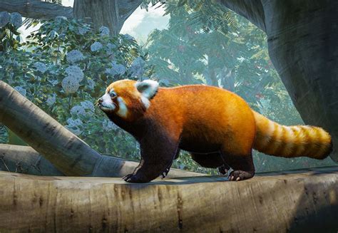 Red Panda Planet Zoo Wiki Fandom