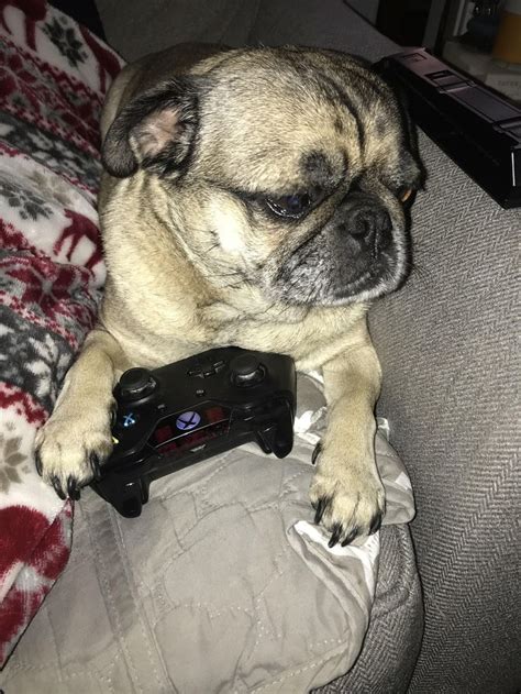 Gamers Rise Up Ifttt2ty0d2u Pug Puppies Pugs Funny Pug Dog