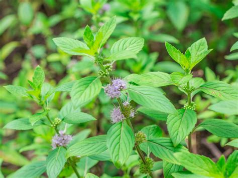 All You Need To Know About Japanese Mint Organic Facts