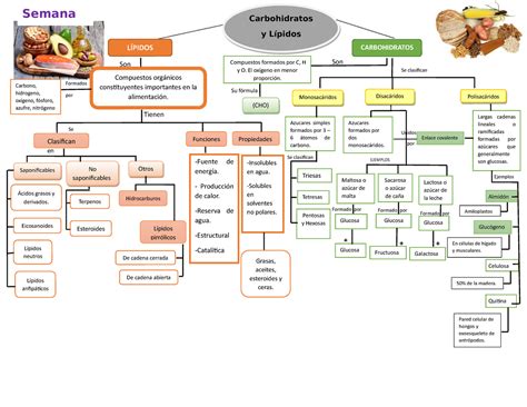 Mapa De Carbohidratos Y Lipidos En Son Se Clasifican Semana