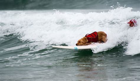 50 Ridiculously Cute Dogs Surf Imperial Beach The Inertia