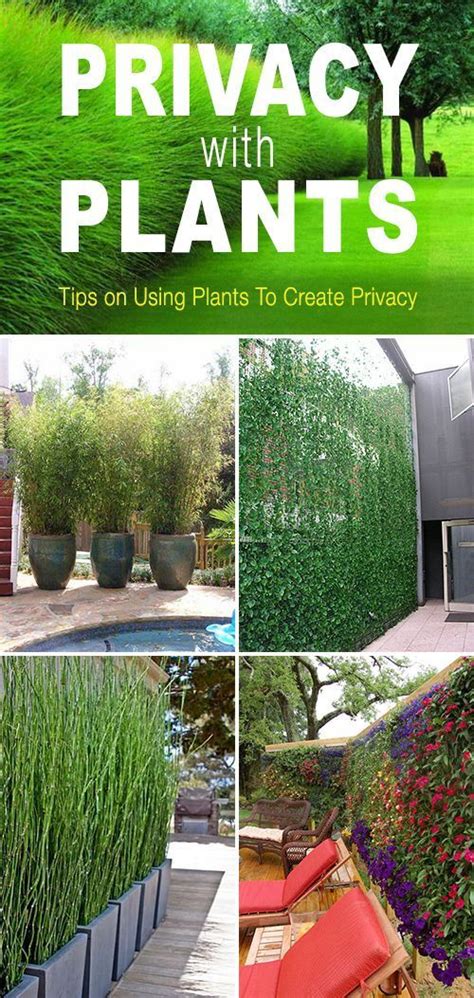 Its fragrant, yellow blooms open in. Privacy with Plants! • Tips and ideas on how to use plants ...