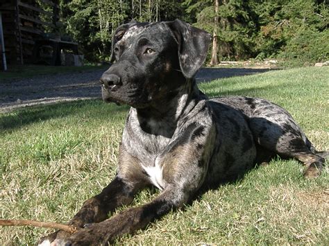 This Is Our Female Catahoula Currently 8 Months Old Nalc Registered