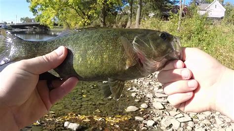 River Smallmouth Madness Youtube