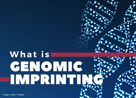 What Is Genomic Imprinting Concept Explained Genetic Education
