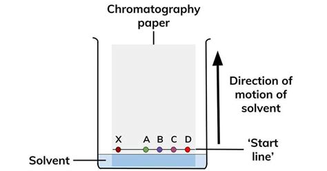 Paper Chromatography Definition Types Principle Steps Uses