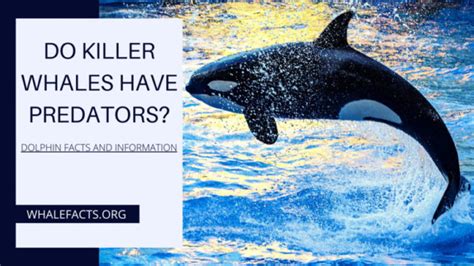 Do Killer Whales Have Predators Can Anything Kill Orca Whale Facts