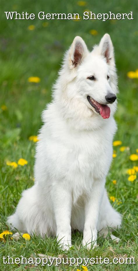 Contact indiana german shepherd dog breeders near you using our free german shepherd dog breeder search tool below! White German Shepherd Dog - A Complete Guide To A Snowy ...