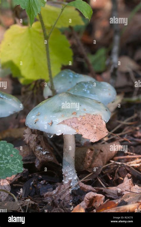 Blue Roundhead Fungus Stropharia Caerulea Hi Res Stock Photography And
