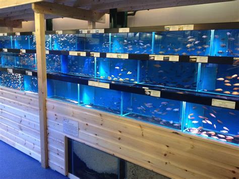 Woodbridge Maidenhead Aquatics Fish Store Review Tropical Fish Site