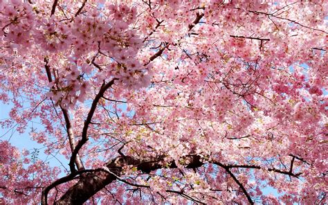 Nature Blossom Hd Wallpaper