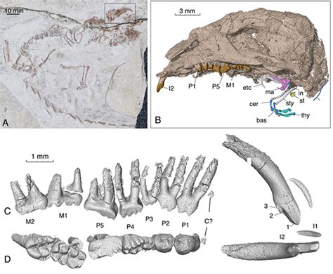 New Cretaceous Jehol Fossil Sheds Light On Evolution Of Ancestral