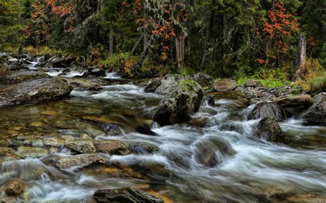 Fast Mountain River Clear Water Forest With Pine Trees Rocks Stones Hd