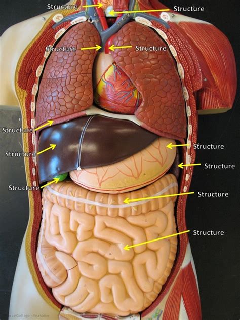 Labeled Human Torso Model Diagram Ex And Torso Model Organs Body My