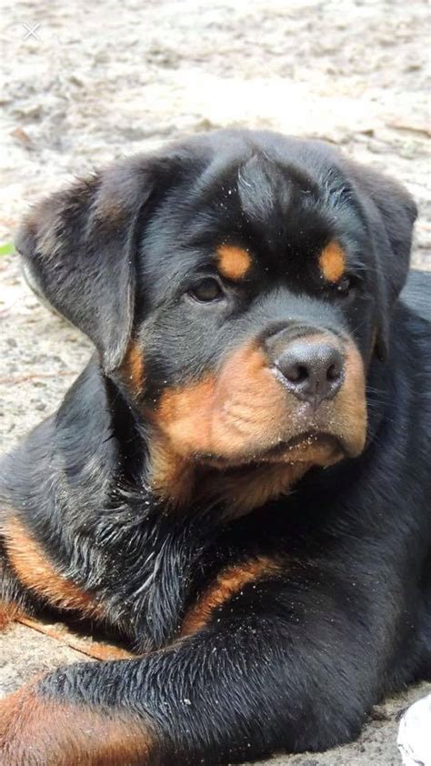 See more of rottweiler puppies sc | wildscape rottweilers on facebook. PUPPIES - Von Muntz Rottweilers