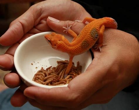 5 Best Pet Lizards For Beginners Are Lizards Good Pets