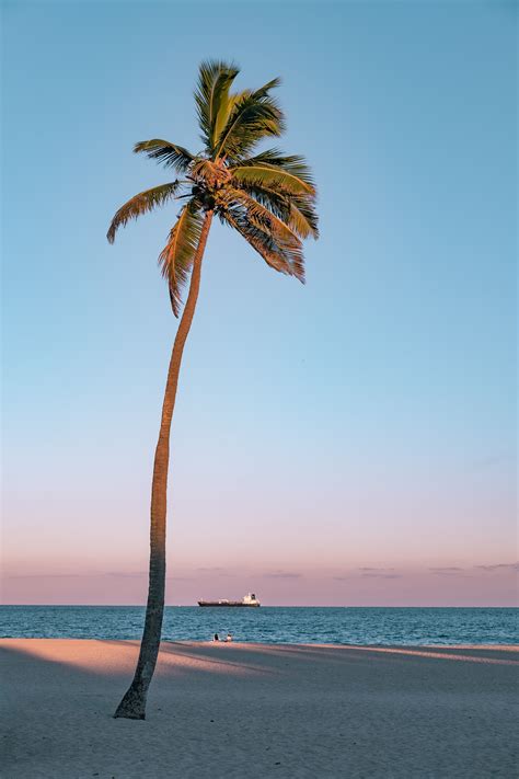 Saiz dia pun,lebih kecil dari buah kelapa biasa yg hijau tuuu. 30+ Gambar Pemandangan Pantai Kelapa - Kumpulan Gambar ...