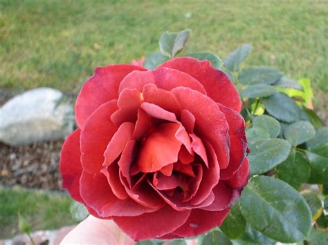 A Unique Colored Rose Gardening Photo 2791575 Fanpop