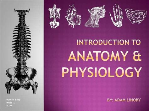 Introduction To Human Anatomy