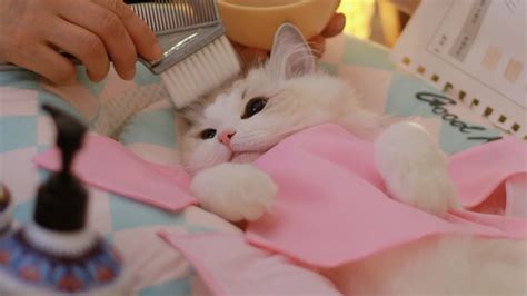 Holiday Special 🎄kitty Salon 4 Super Cute Kitten Baby Cat Having Spa