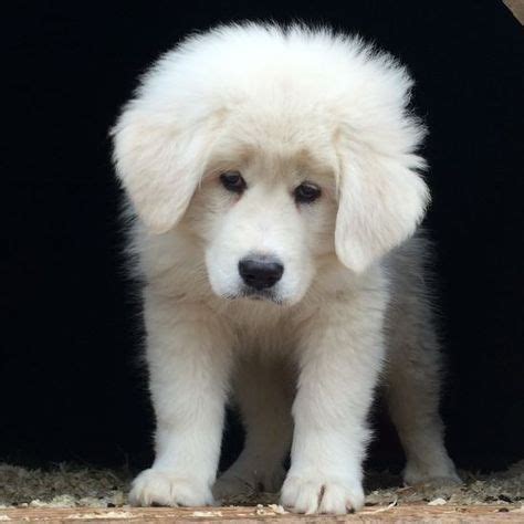 Breed characteristics and history, health and potential problems, care features, and the other details. Bringing Home a Maremma Sheepdog | Maremma dog, Maremma ...