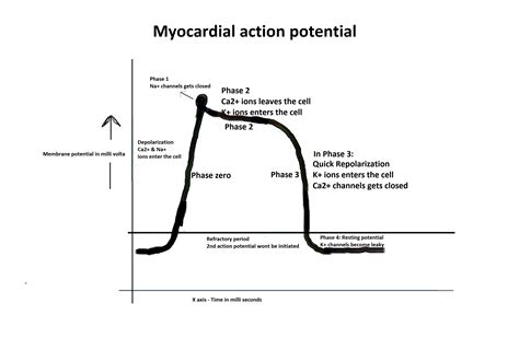 Solved Draw And Label Channel Of Events Of The Myocardial Action