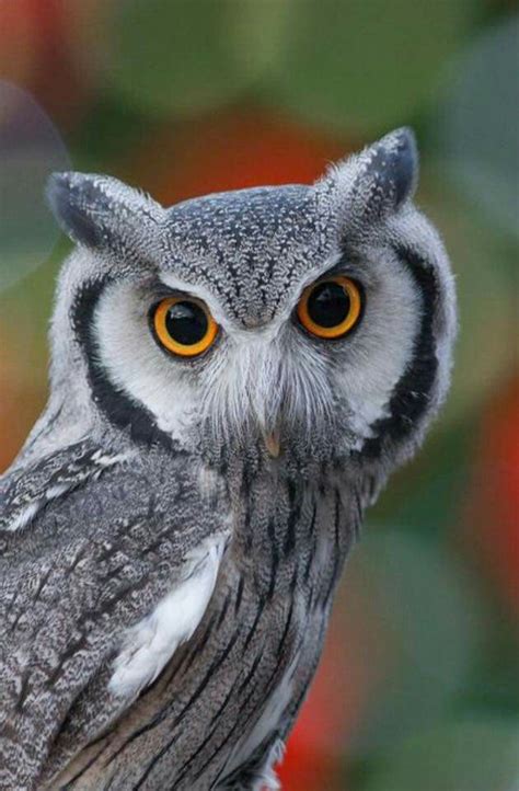 Pin By Vania Pianca On Mãe Natureza Aves Owl Owl Pictures