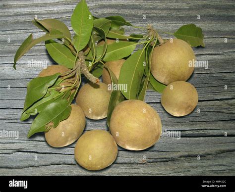 Sapodilla Achras Sapota Bunch Manilkara Zapota Commonly Known As