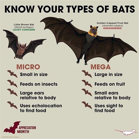 Know Your Types Of Bats Fun Facts About Animals Bat Species Animal
