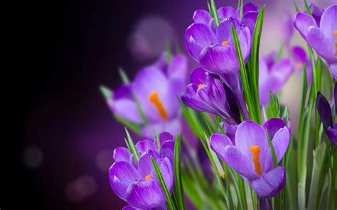 Purple Crocuses Wallpapers Hd Wallpapers Id 12692