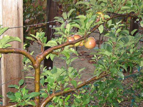 The Art Of Espalier Fruit Trees — Bonnie Jo Manion In 2021 Espalier