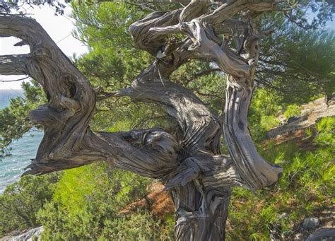 Twisted trunk of a juniper tree containing juniper, tree, and juniper tree | High-Quality Nature ...