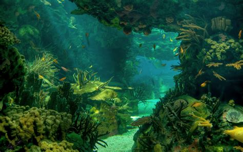 Free Download Sea Seabed Landscape Underwater Ocean Fish Wallpaper
