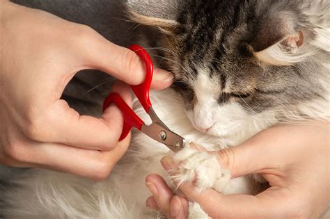 How To Trim Your Cats Nails